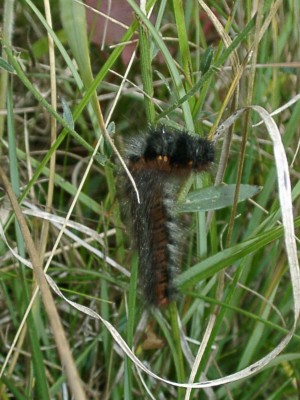 Brombeer-Spinner-Raupe.JPG