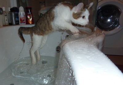 baghiras jump 135.jpg