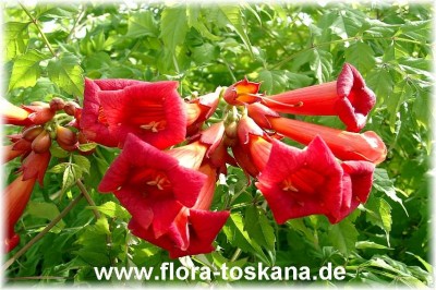 campsis_radicans_11_-_digi.jpg