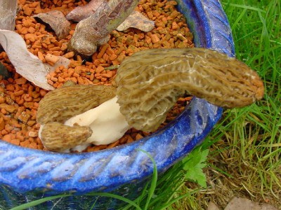 Pilze im Seramis2.jpg