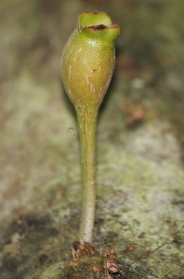 23. Unbekannter Baum, 2010_10_14_2839.JPG