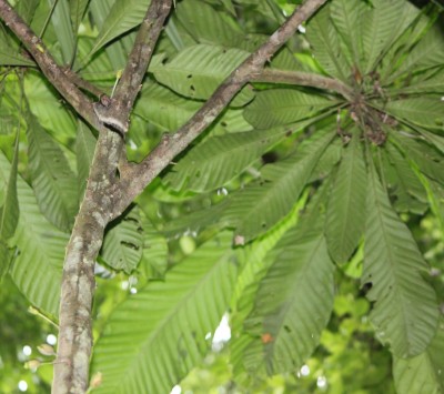 23. Unbekannter Baum, 2010_10_14_2833.JPG