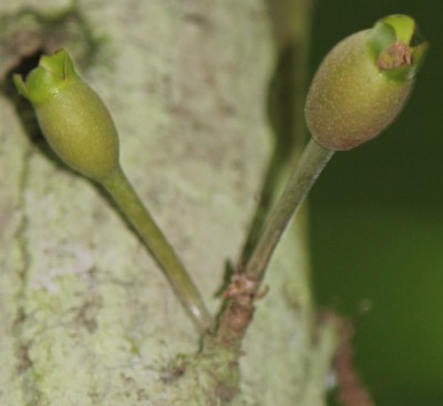 23. Unbekannter Baum, 2010_10_14_2831.JPG