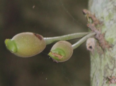 23. Unbekannter Baum, 2010_10_14_2829, Soda.JPG