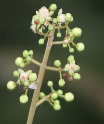 24. Unbekannter Baum, 2010_10_14_3064.JPG