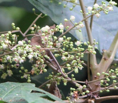 24. Unbekannter Baum, 2010_10_14_3063.JPG