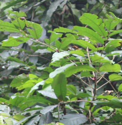 24. Unbekannter Baum, 2010_10_14_3060.JPG