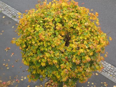 Kugelahorn an der Straße.JPG