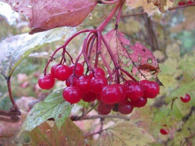 Gemeiner Schneeball.JPG