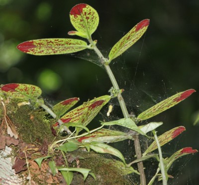 58. Unbekannte Pflanze, 2010_10_14_3045.JPG