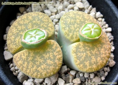 lesliei ssp. lesliei v. hornii 'Green Horn'_32.jpg