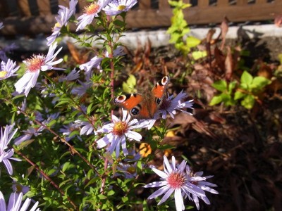 Herbstaster mit Schmetterling.jpg