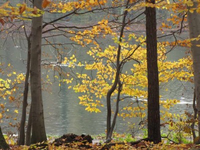 Köln-Adenauerweiher.JPG