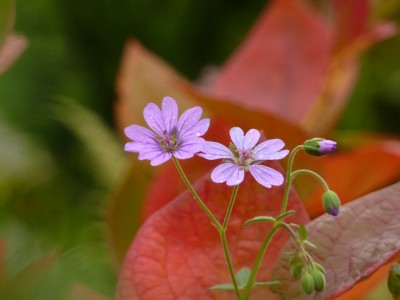 Geranium pyrenaicum.jpg