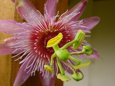 Passiflora Anastasia.jpg