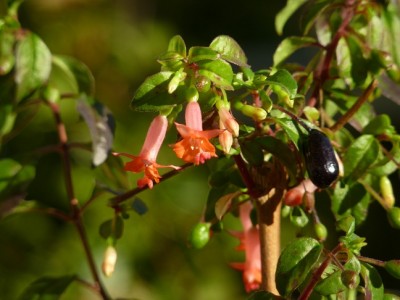 Fuchsia Obcilin.jpg