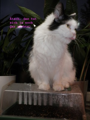 mira-zeigt-zunge Kopie.jpg