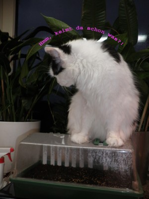 mira-schaut Kopie.jpg