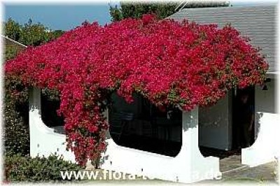 bougainvillea_spectabilis_rot_1_-_151005.jpg