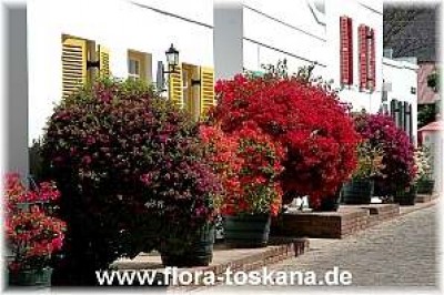bougainvillea_spectabilis_reihe_6_-_141005.jpg