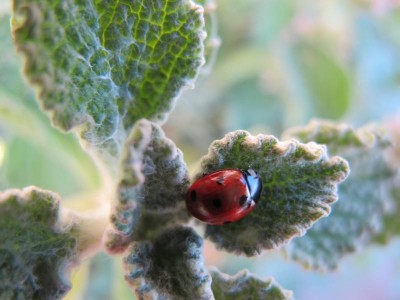Andorn mit Marienkäfer.JPG