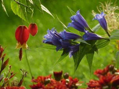 Gentiana asclepiadea.jpg