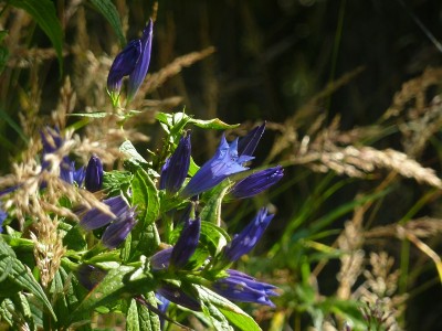 Gentiana asclepiadea Naturstandort.jpg