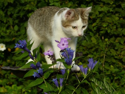 Baghira mit Schwalbenwurz- Enzian.jpg