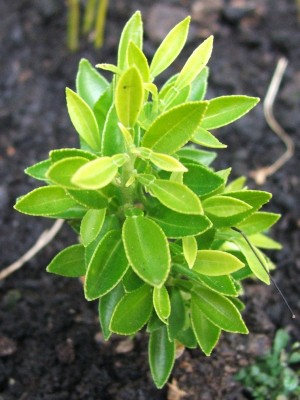 Chinotto 19.10.10.jpg