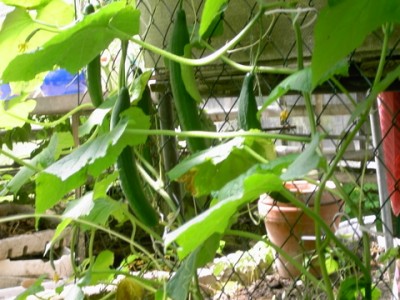 PICT0218.JPG