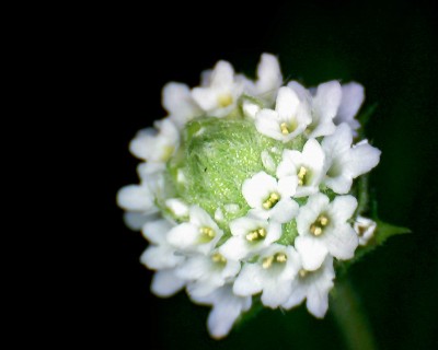 Lippia dulcis-Aztekisches Süßkraut.JPG