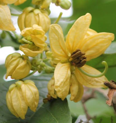 Senna papillosa vermutlich, IMG_3313.JPG