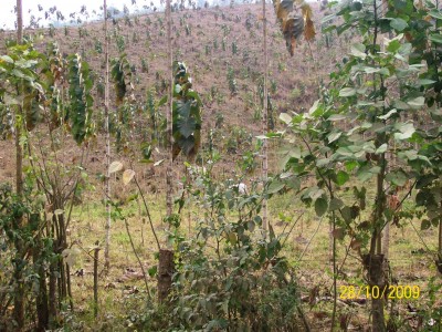 Teka Plantage 1.jpg