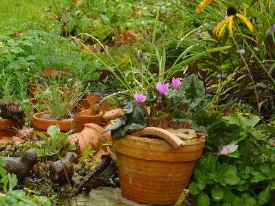 Herbstalpenveilchen Cyclamen hederifolium.jpg
