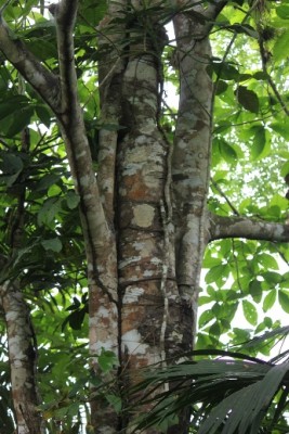 26. Unbekannter Baum, IMG_3554.JPG