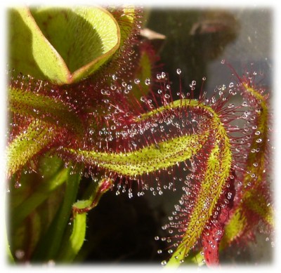 Drosera.jpg