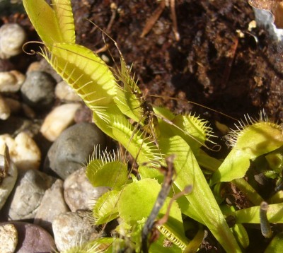 Dionaea_Beute.jpg