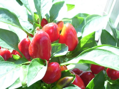Capsicum annuum.jpg