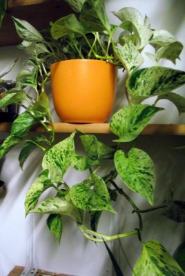 20.10.2010 002.JPG