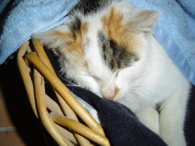 Findelkind 2 (2).jpg