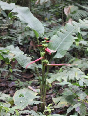 Unbekannte Heliconia 4, IMG_3536.JPG