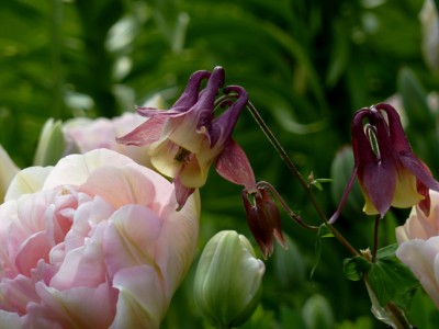 Aquilegia_oxysepala_Tulipa_Angelique1.jpg