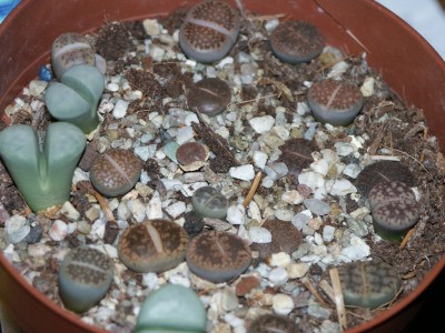 Lithops1komma5zweite.jpg