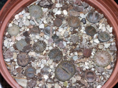 Lithops1komma5.jpg