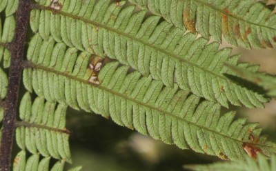 5. unbekanntes Farn, Baufarn, 2010_10_14_2936.JPG