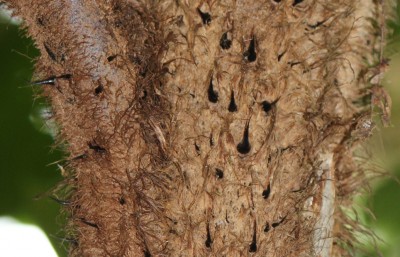 5. unbekanntes Farn, Baufarn, 2010_10_14_2935.JPG