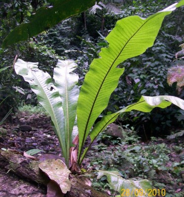 Elaphoglossum nigrescens, 4. unbekanntes Farn, D.jpg
