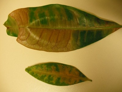 Blätter Pachira.jpg