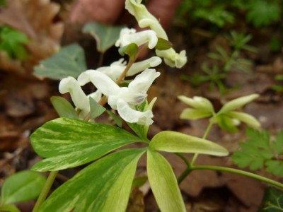 corydalis cava panagiert1.jpg