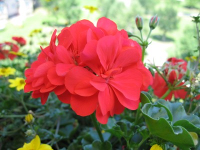 IMG_5447.JPG